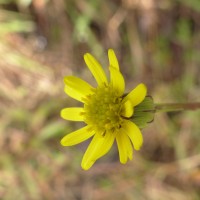 Senecio zeylanicus DC.